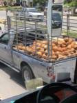 coconutsintruckimg_2764_small.jpg